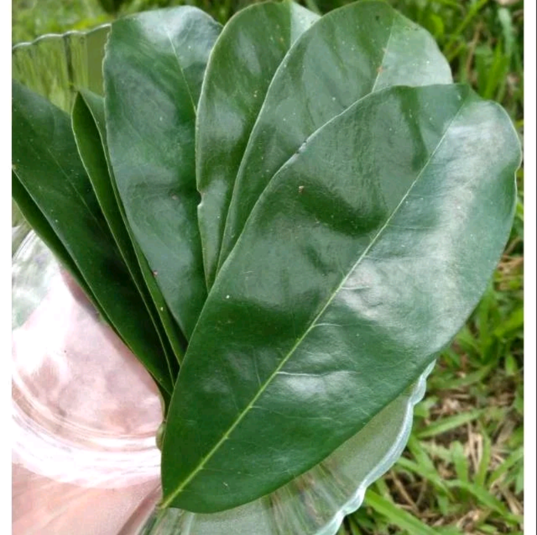 Daun Sirsak 50lbr