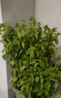 Daun Kemangi 100g. Daun Selasih 100 gram