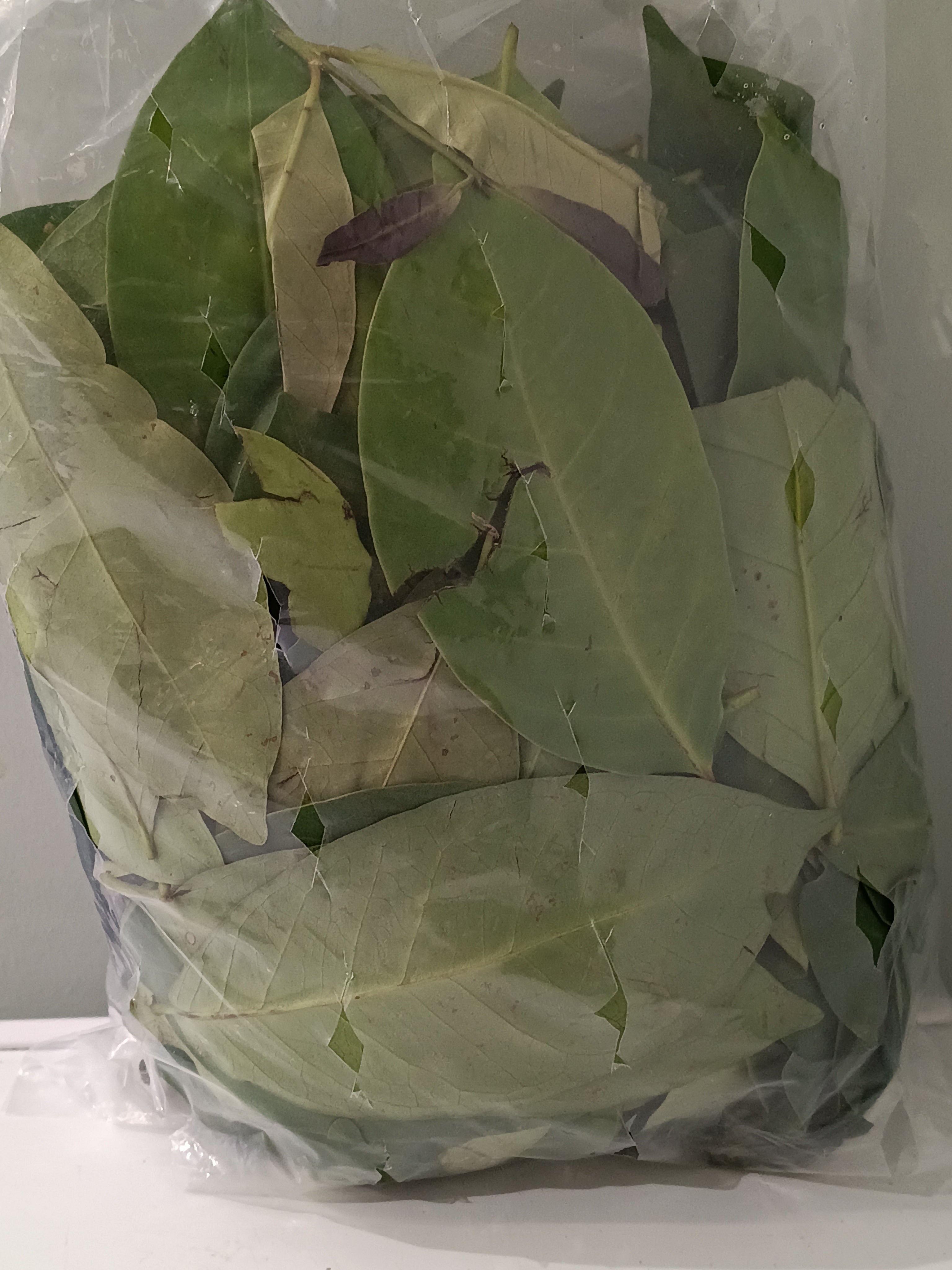 Sultan Daun Salam 250g