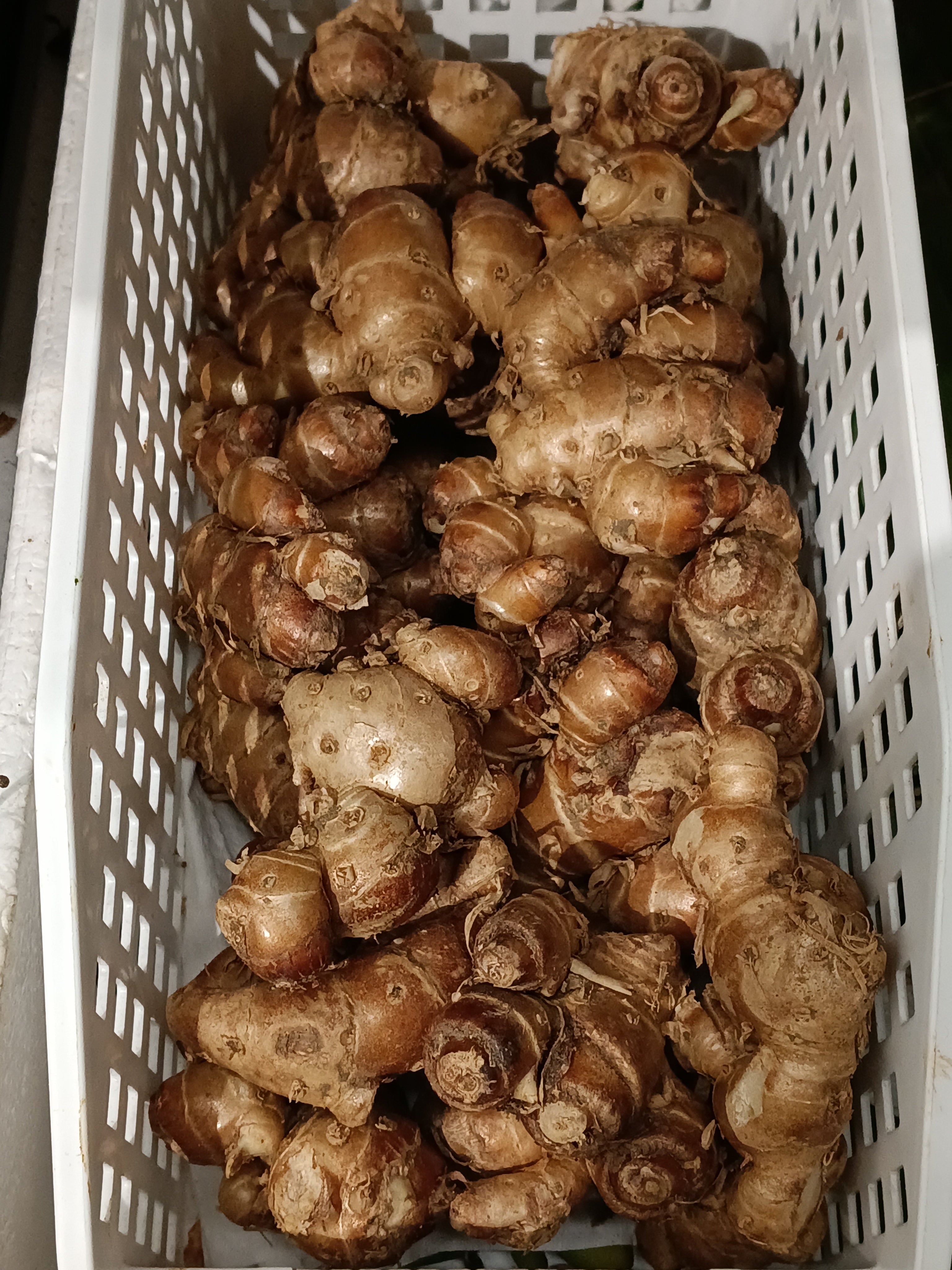 Marisco Kencur 100g. زنجبيل عطري 100 غرام