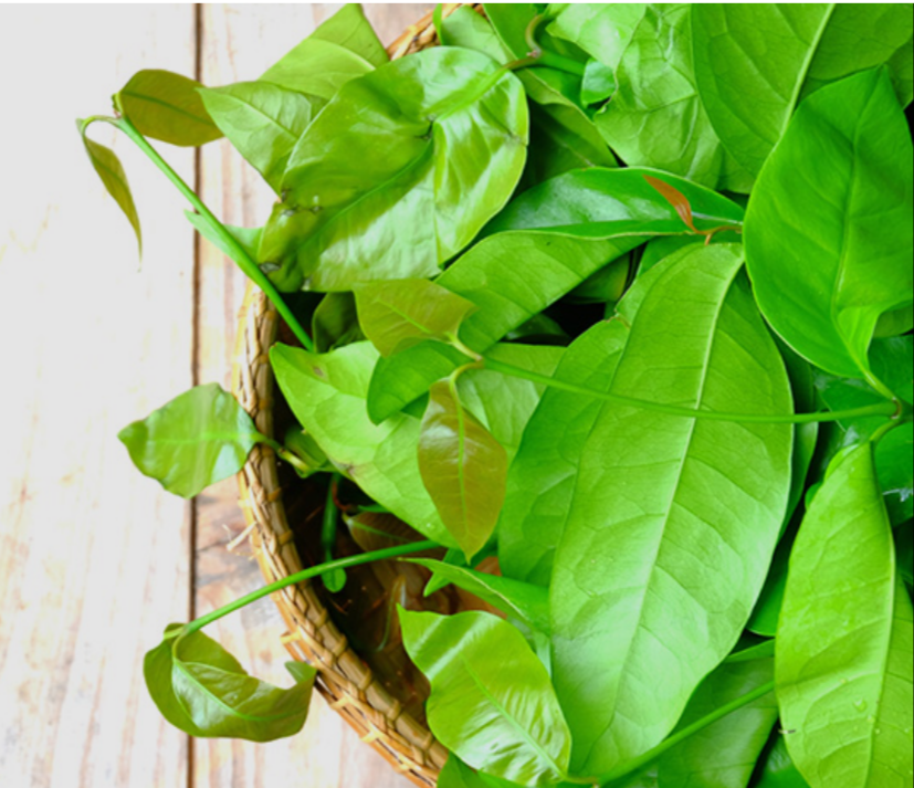 Daun Melinjo 100g. أوراق الميلينجو 100 غرام