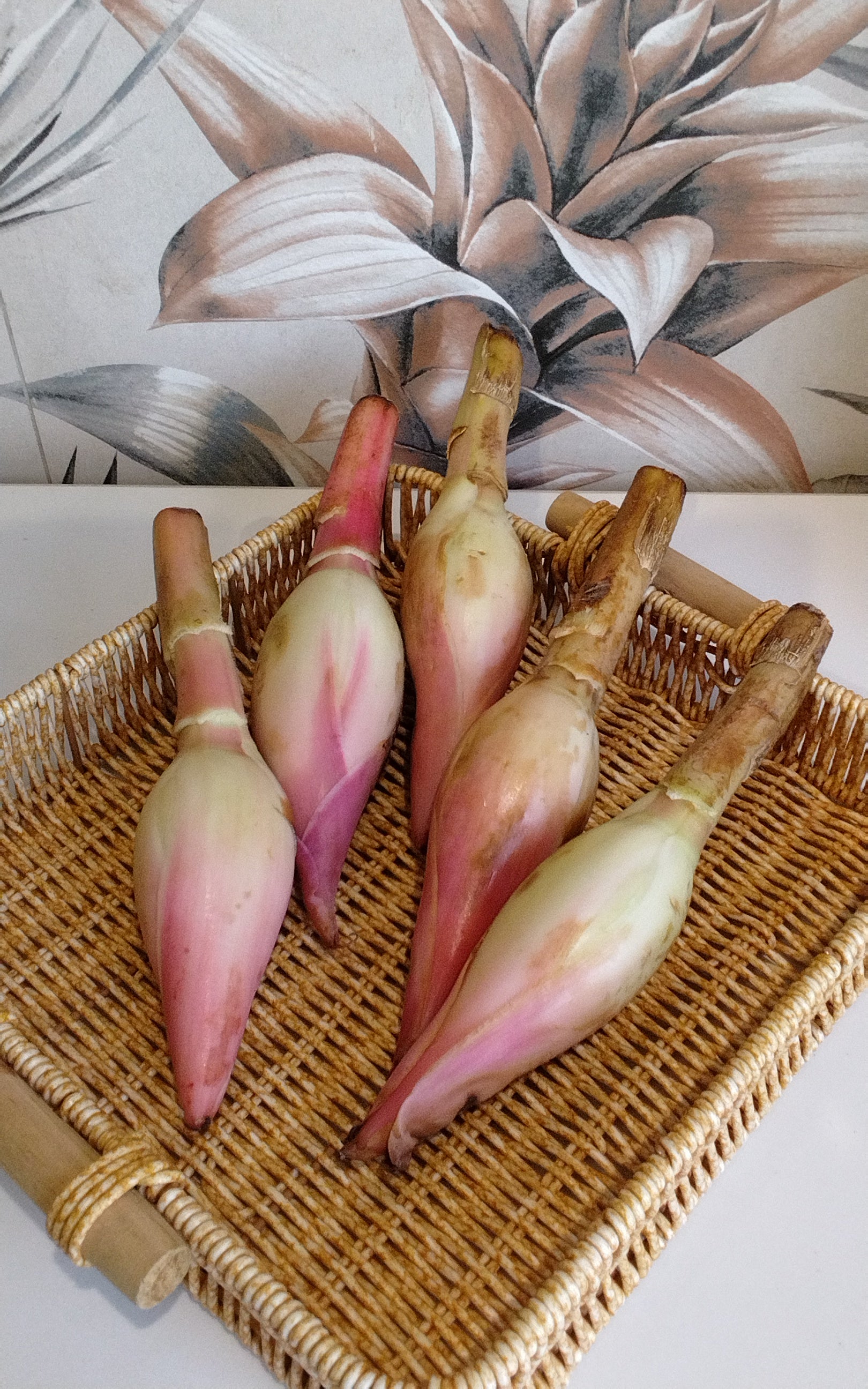 Kecombrang 1pc. زهرة الزنجبيل الواحدة